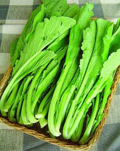 春菜(芥菜)600斤起批发