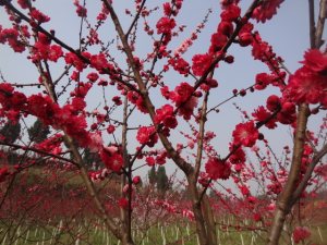 红叶桃4cm（雁江区莲花路资阳市远文林牧）